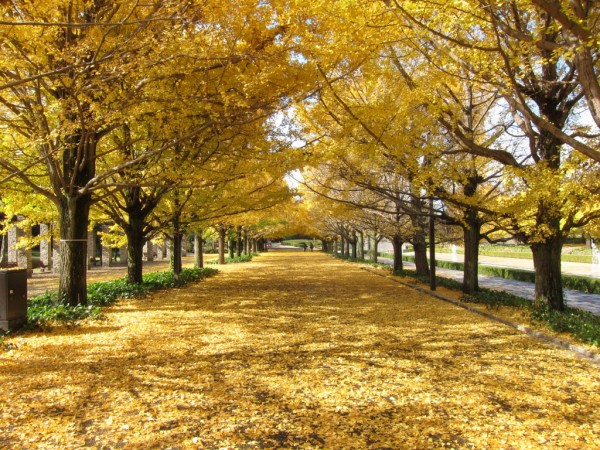 気軽に行ける関東の紅葉ドライブスポット選 交通事故弁護士sos