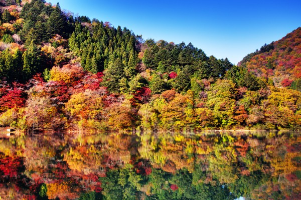 気軽に行ける関東の紅葉ドライブスポット選 交通事故弁護士sos