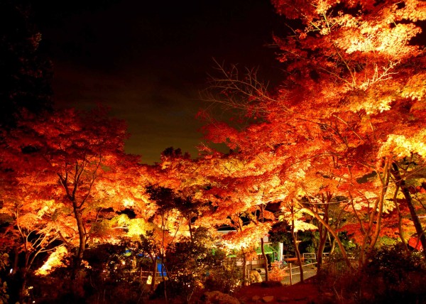 気軽に行ける関東の紅葉ドライブスポット選 交通事故弁護士sos